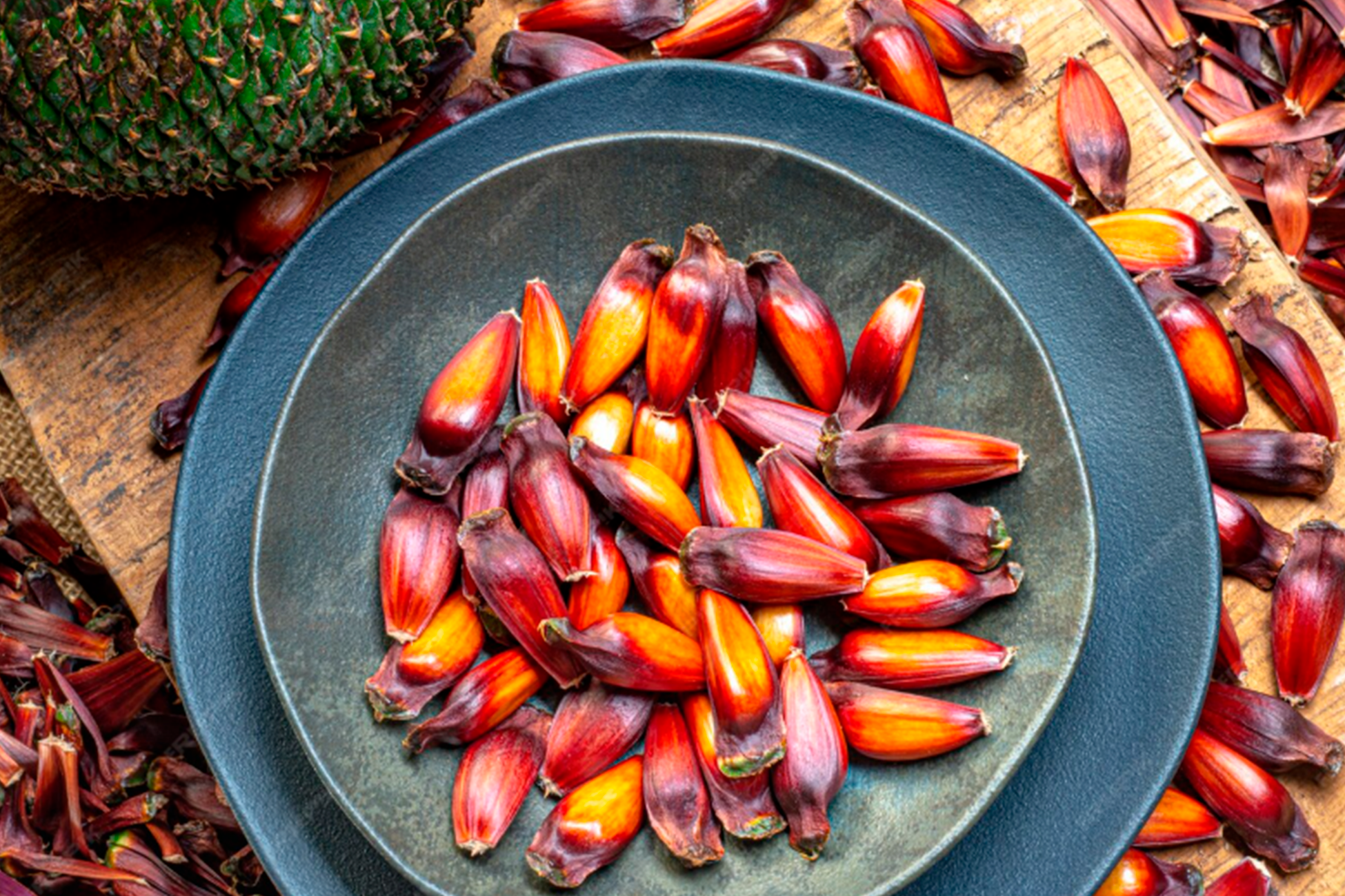 🌲 PROIBIDO TIRAR PINHÃO NAS ESTAÇÕES ECOLÓGICAS DE TURVO (Safra 2026)